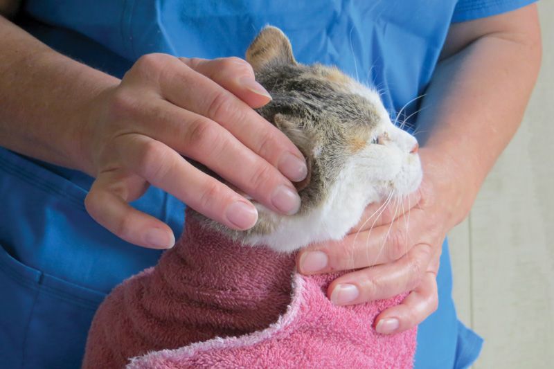 a person gently rubbing a cotton ball inside a cat's ear