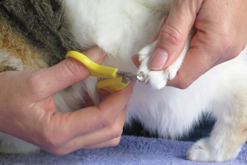 closeup of a person trimming a cat's nails