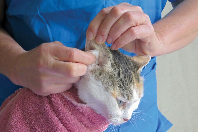 a person inserts a cotton ball into a cat's ear