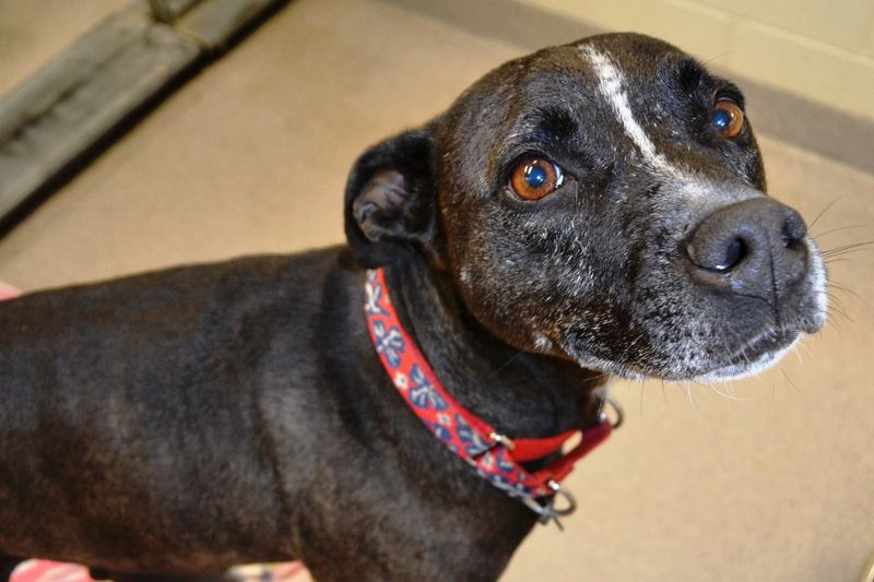 a dog wearing a red collar