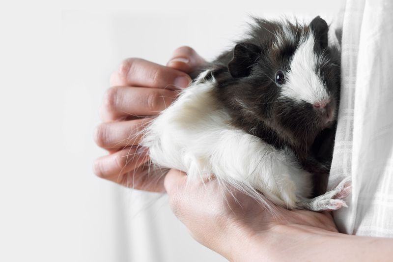 a person holds a white and black guinea pig
