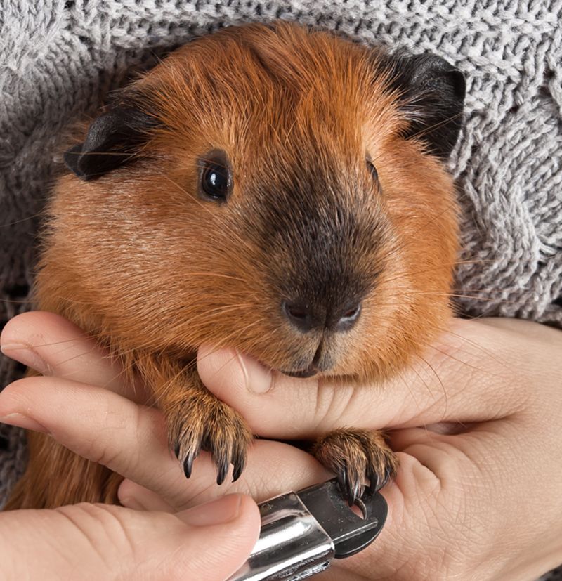 a person trims a guinea pig's nails