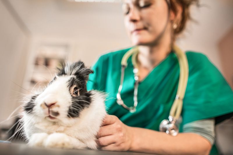 a vet examines a rabbit