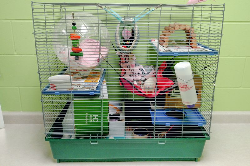 a rat cage filled with toys, water and a variety of activities