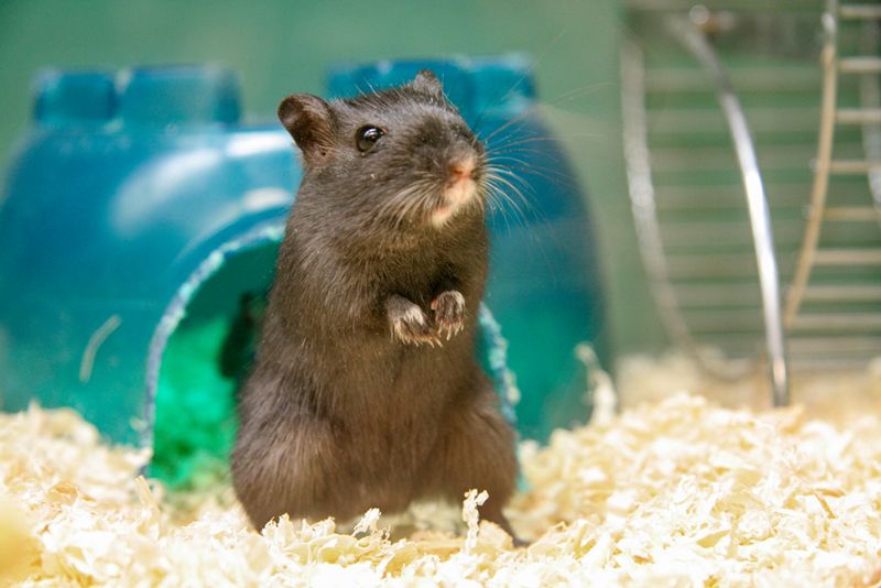 a black rat standing inside its enclosure