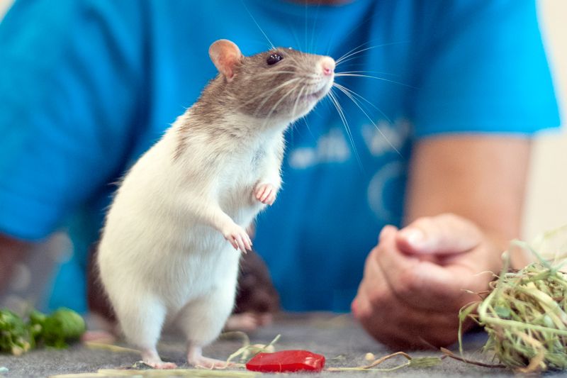 a curious rat stands on its hind legs while a woman looks on