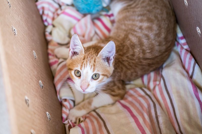 a cat lying on bedding inside a box