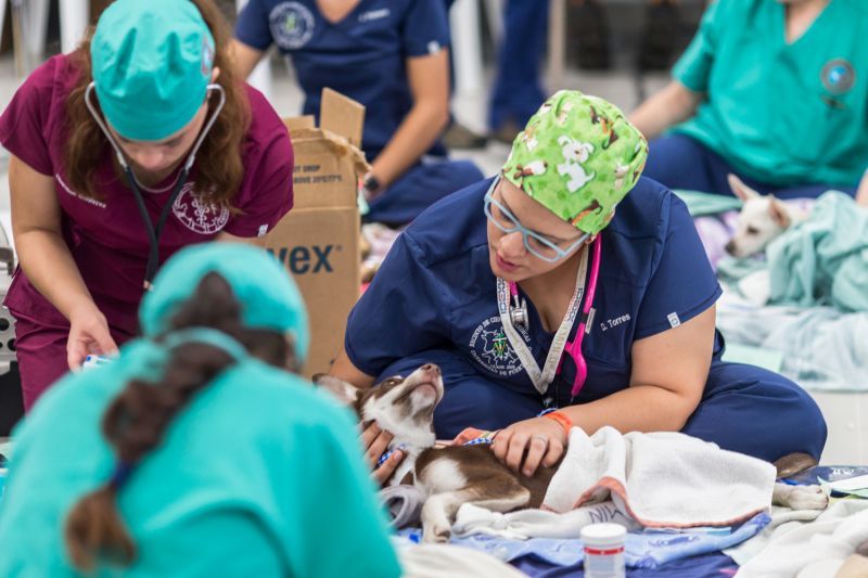 a vet tech checks on a dog at spayathon