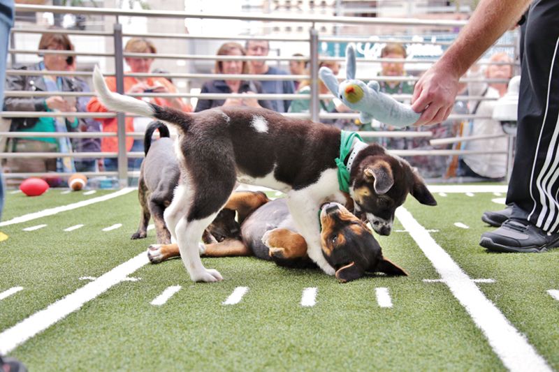 two puppies playing on a mock football field