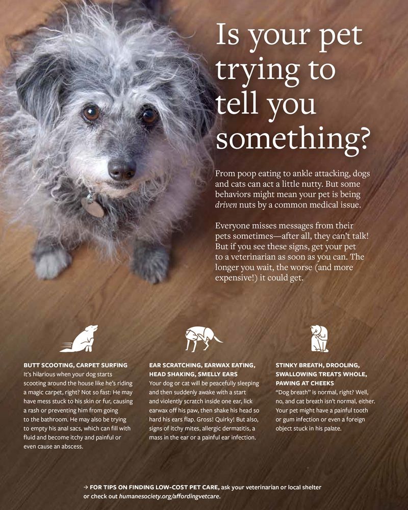 Is your pet trying to tell you something?