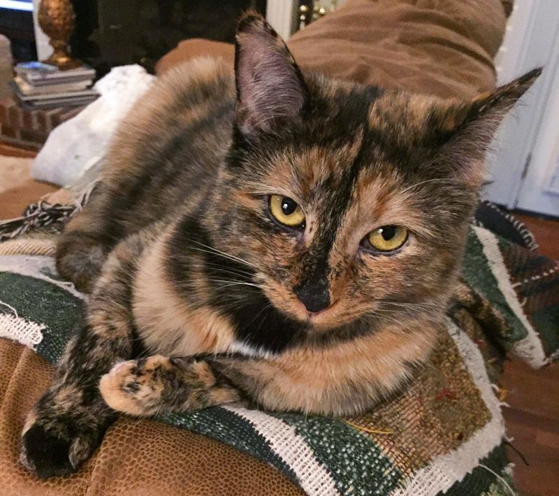 a tortoiseshell cat sitting on the back of a couch