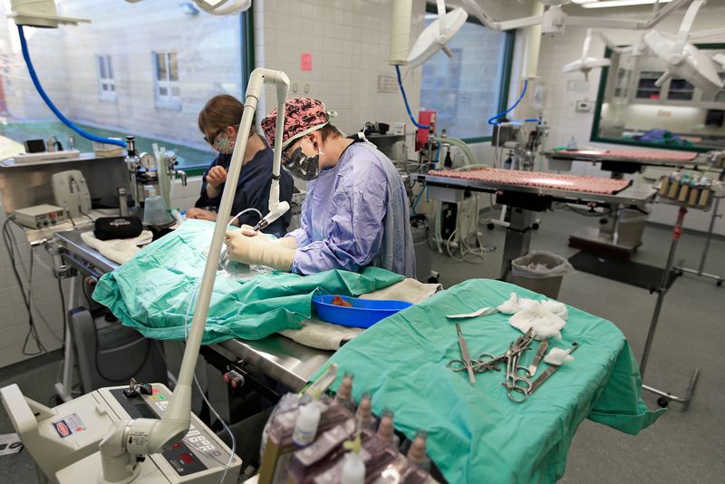 a vet uses a machine to perform surgery on an animal