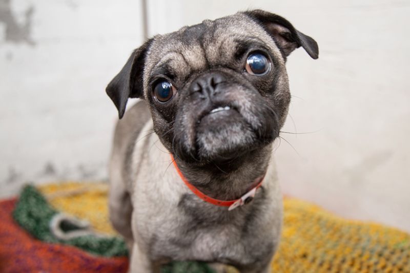 a grey and black pug