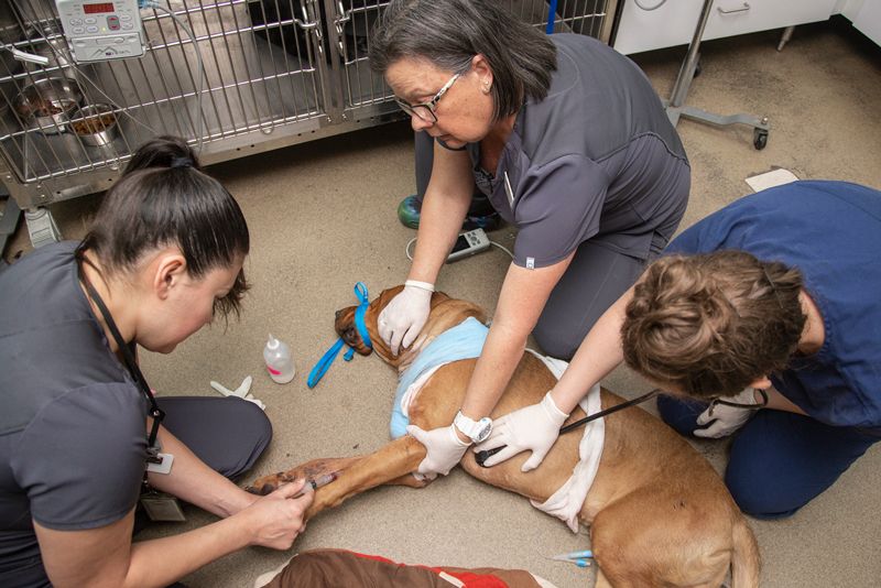 A trio of veterinary professionals work on a dog