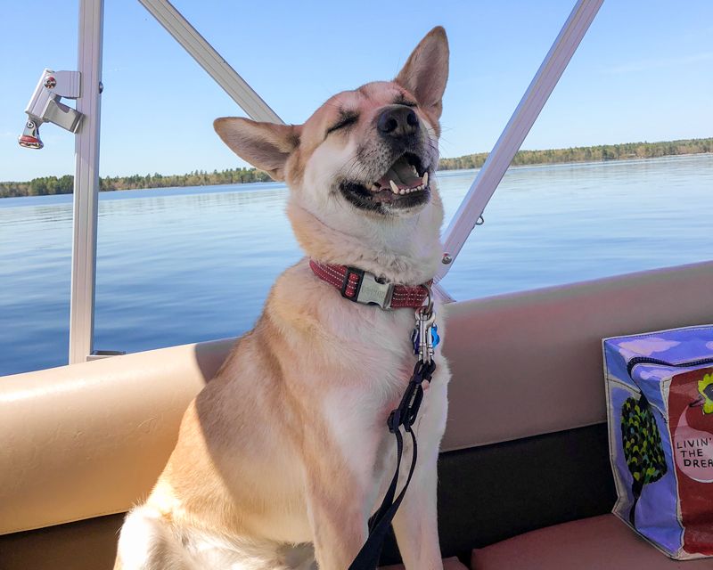 a happy looking dog on a boat