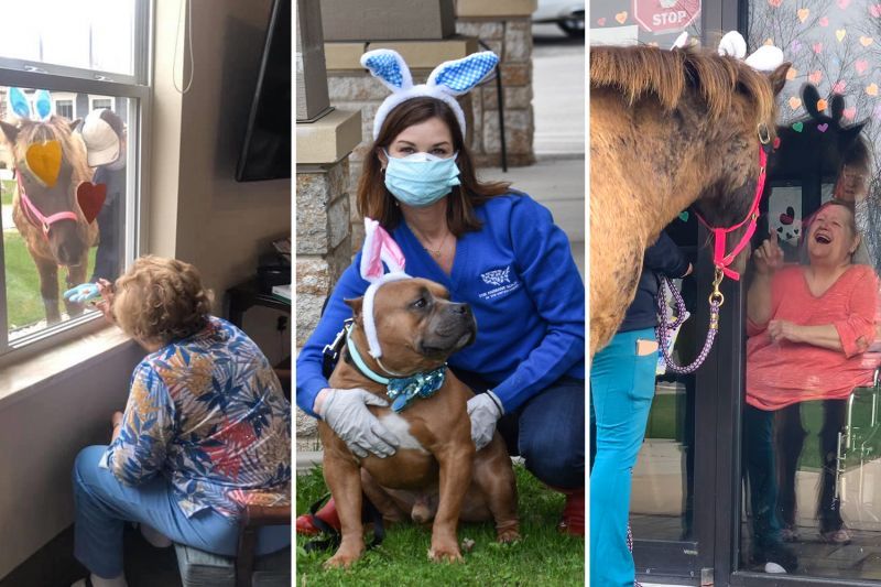 a collage of horses and a dog visiting with nursing home residents