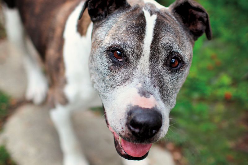 a graying senior dog