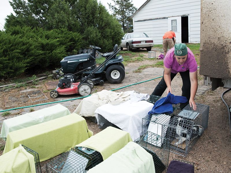 a doctor surrounded by cat traps at a mobile clinic