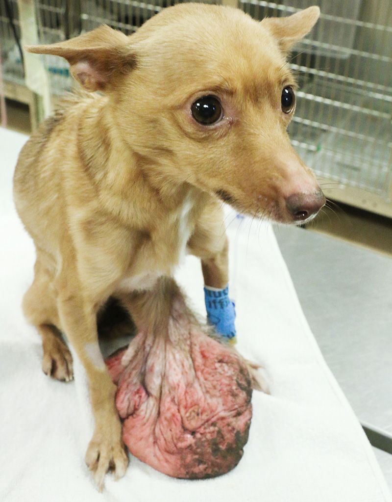 a small dog with a massive tumor hanging from its chest