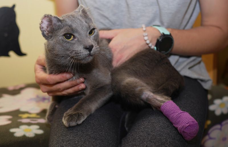 a cat with a broken leg and injured ears sits on a woman's lap