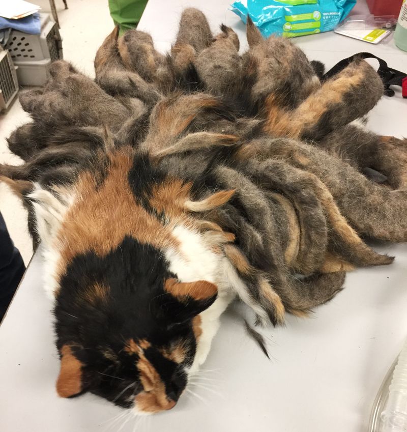a cat covered in numerous clumps of matted hair