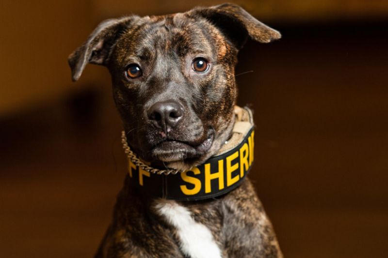 A dog wearing a collar that says sheriff