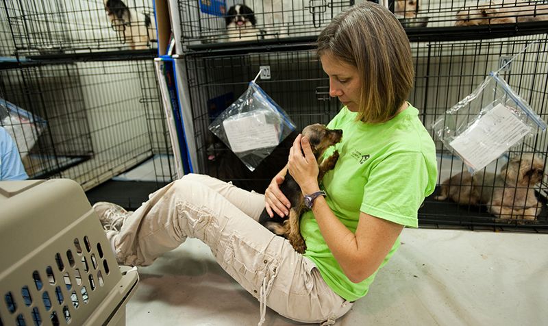 Photo of a volunteer holding a puppy with other caged dogs in the background.