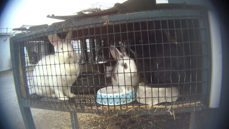 two rabbits in a cramped dirty cage
