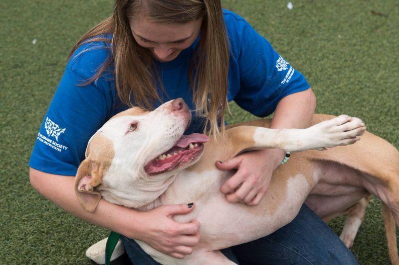 a happy dog sitting on a woman's lap