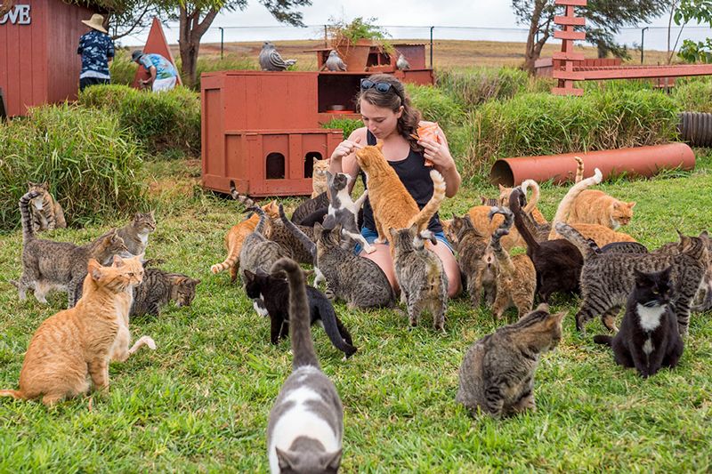 a woman holding a treat bag surrounded by a multitude of cats