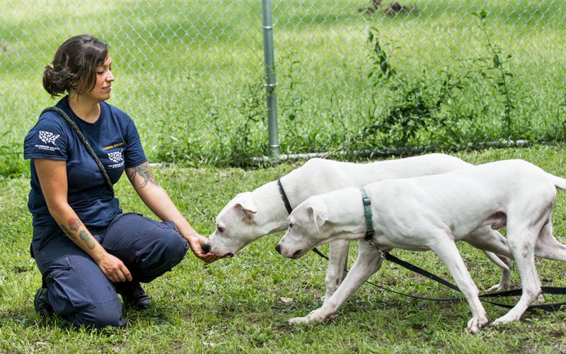 two dogs approach a woman for treats