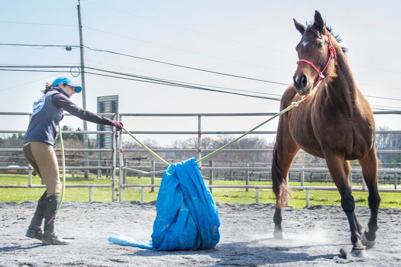 a woman leads a horse around a field