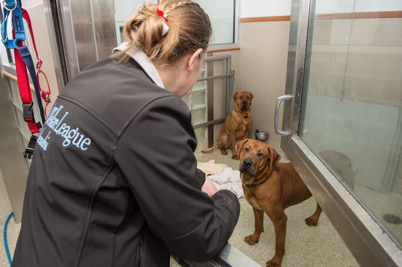 a woman looking in on two dogs in a shelter