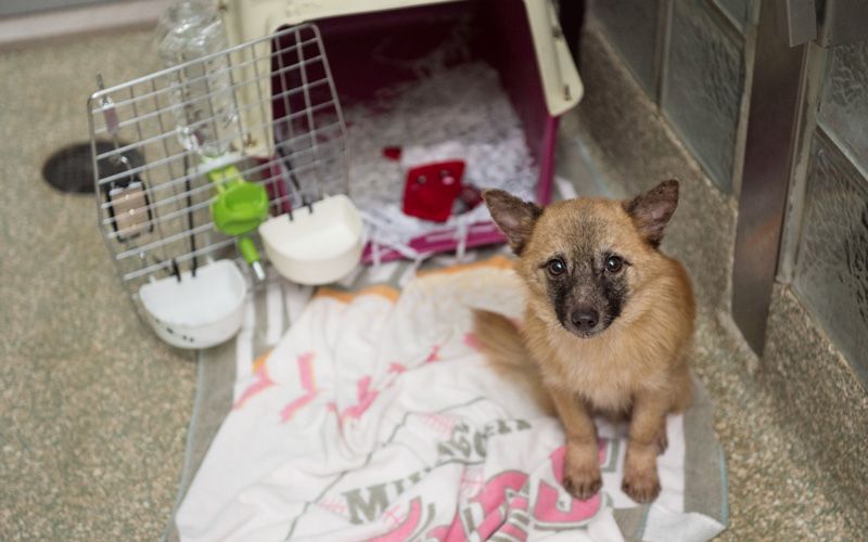 a dog stands in front of a crate