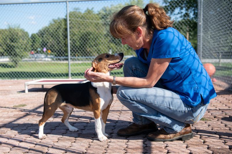 a woman kneels to pet a beagle