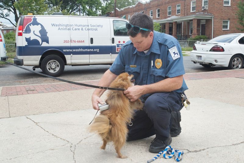 An animal control officer scans a small dog for a microchip