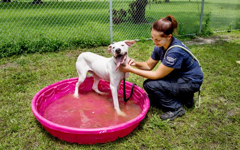 a dog getting a bath in a kiddie pool