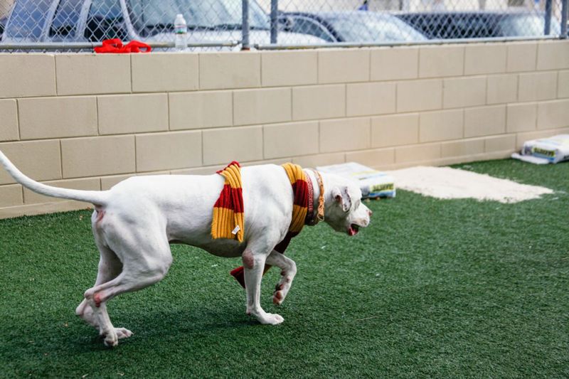 a running dog wearing a gold and red scarf