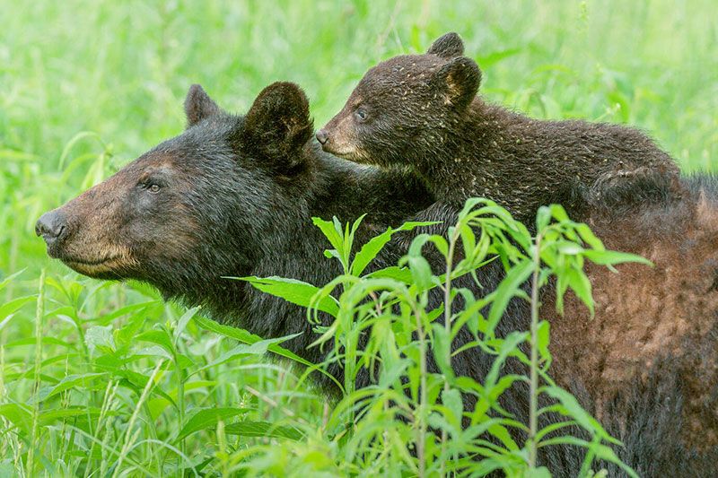 a mother bear with her cub on her back