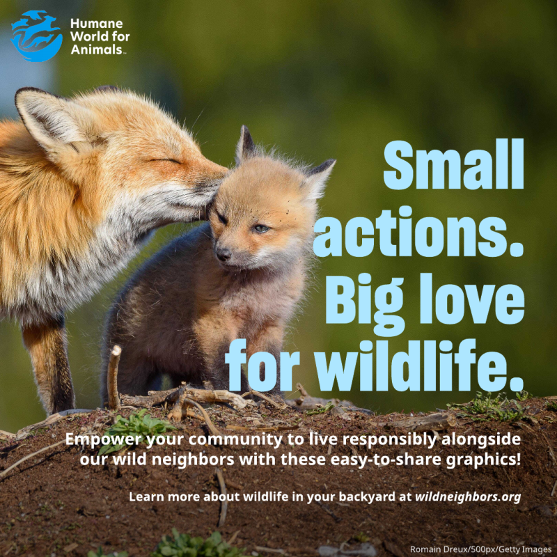 small actions big love for wildlife