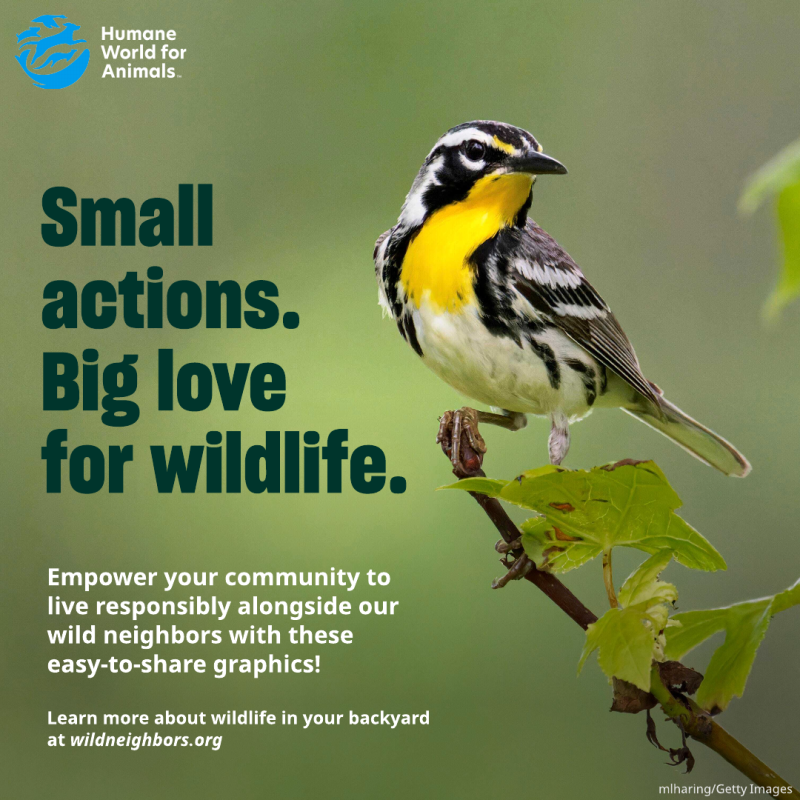 small actions big love for wildlife