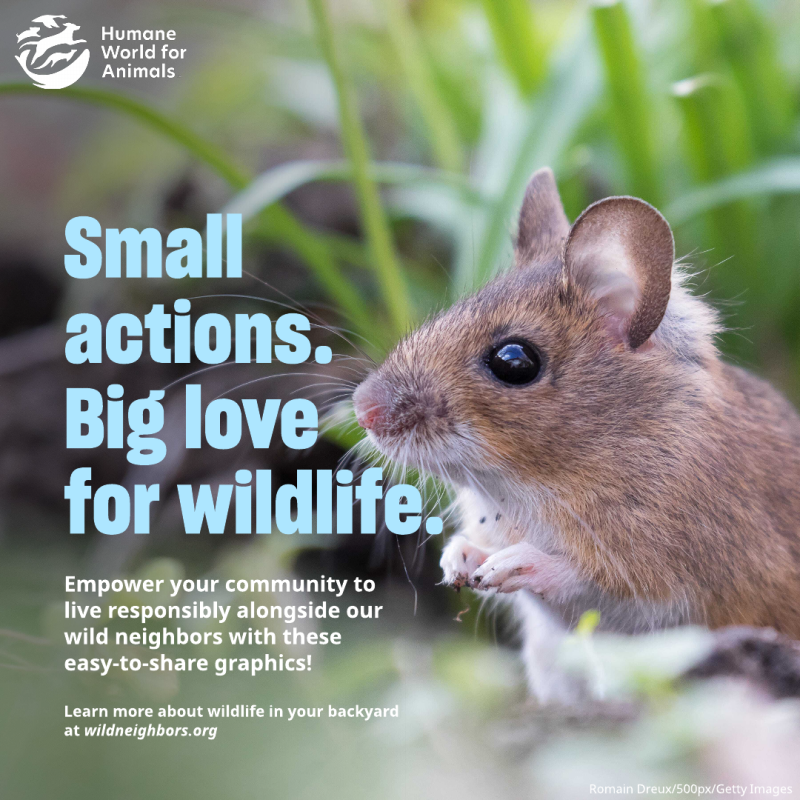 small actions big love for wildlife