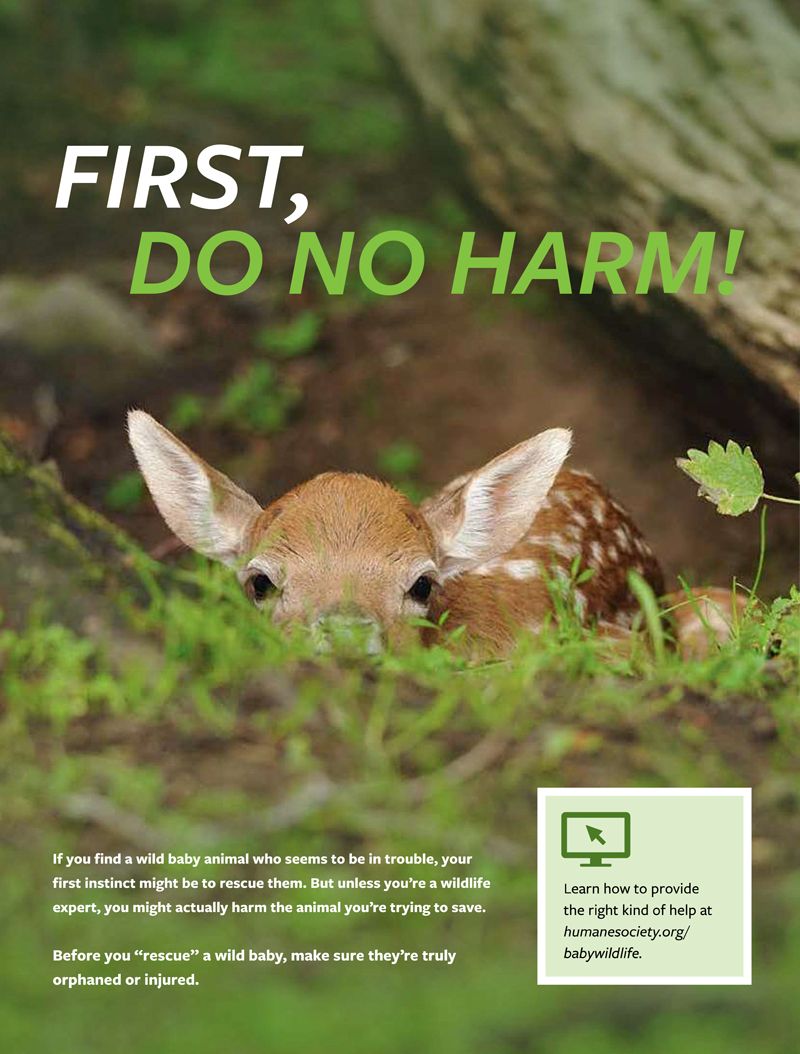 a baby deer in the grass