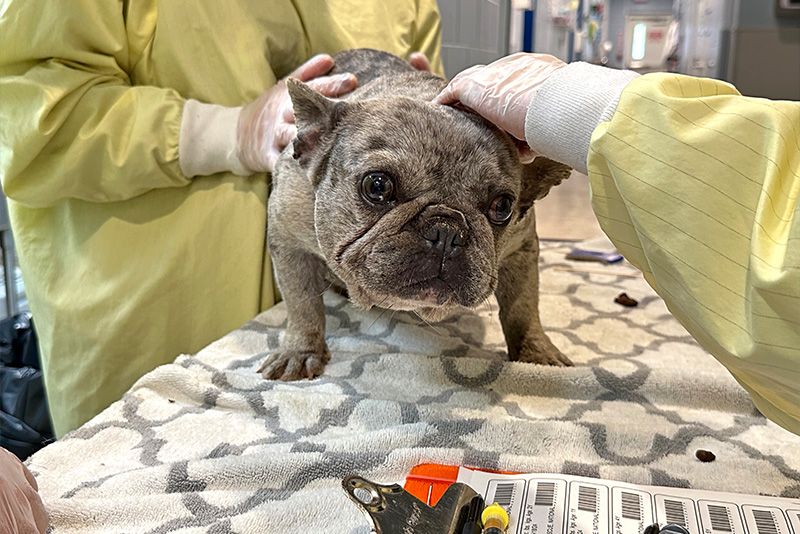 a dog being examined by two people