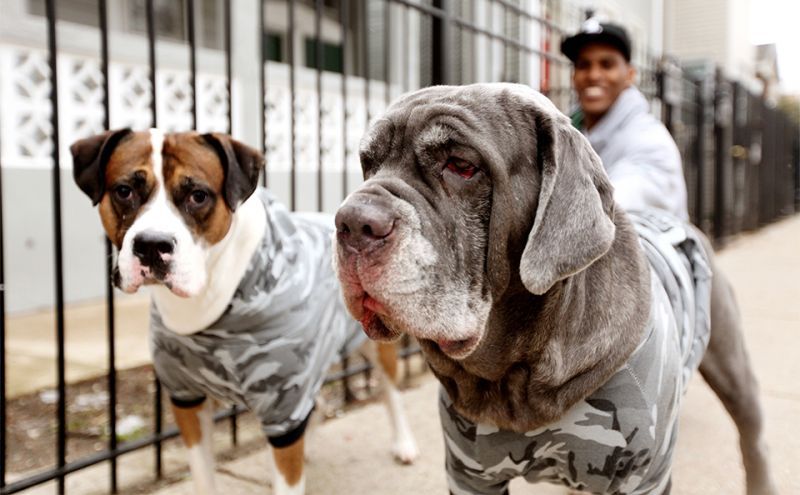 a man squats behind a pit bull type dog and a great dane type dog