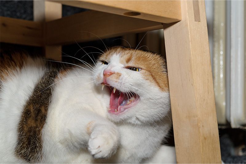 a cat hissing in pain