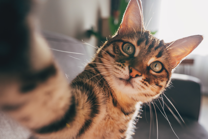 a cat pawing at the camera