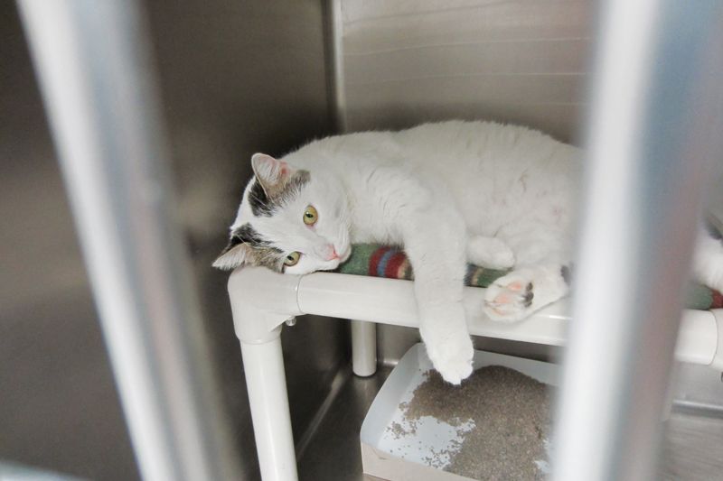 a cat laying on its side in a kennel
