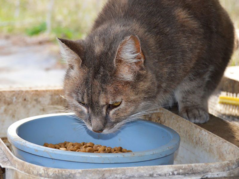 What to hotsell feed cats