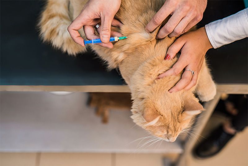 Cat laying on table, getting a shot. 